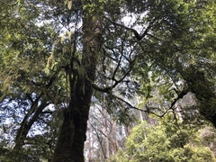 Nothofagus cunninghamii