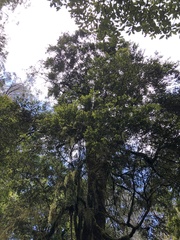 Nothofagus cunninghamii