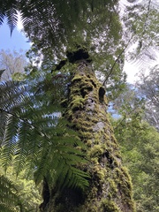 Nothofagus cunninghamii