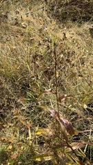 Lactuca sibirica