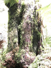 Nothofagus cunninghamii