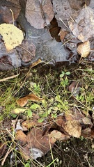 Androsace filiformis