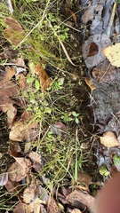 Androsace filiformis