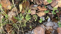 Androsace filiformis