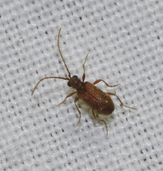 Ptinus