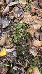 Androsace filiformis