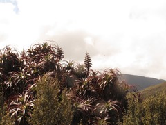 Dracophyllum traversii