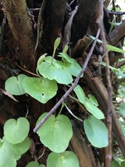 Corybas grumulus