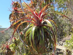 Dracophyllum traversii