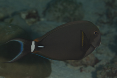 Acanthurus leucocheilus