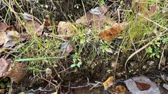 Androsace filiformis