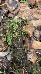 Androsace filiformis