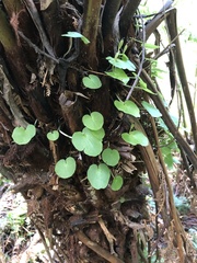 Corybas grumulus