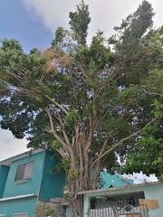 Ficus insipida