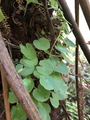Corybas grumulus