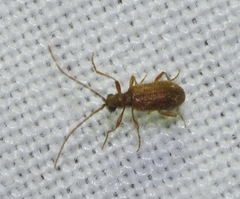 Ptinus