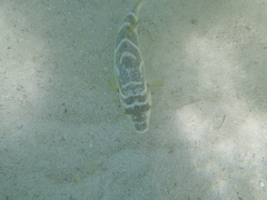 Sphoeroides annulatus