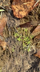 Callitriche