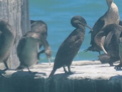 Phalacrocorax capensis