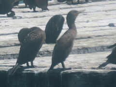 Phalacrocorax capensis