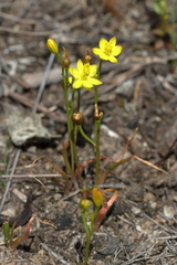 Bulbine semibarbata