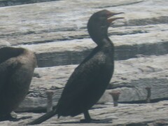 Microcarbo coronatus