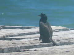 Microcarbo coronatus