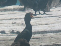 Microcarbo coronatus