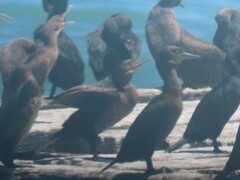 Phalacrocorax capensis