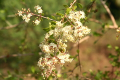 Lawsonia inermis