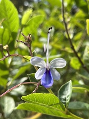 Rotheca myricoides