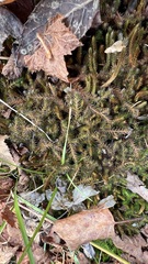 Selaginella rupestris