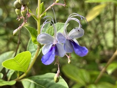 Rotheca myricoides