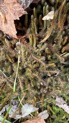 Selaginella rupestris
