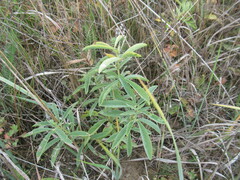 Thermopsis lanceolata