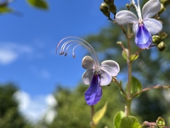 Rotheca myricoides