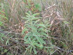 Thermopsis lanceolata