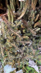 Selaginella rupestris