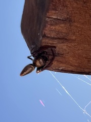 Opisthoncus nigrofemoratus