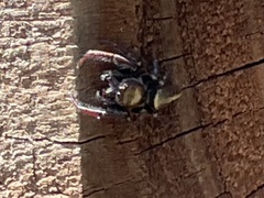 Opisthoncus nigrofemoratus