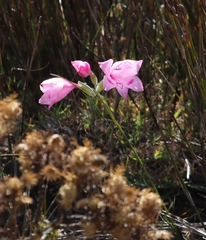 Gladiolus inflatus