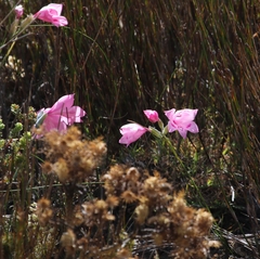 Gladiolus inflatus