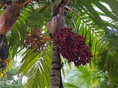 Areca