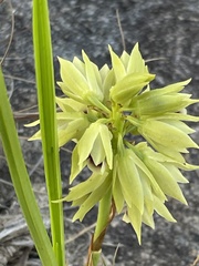 Orthochilus foliosus