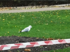 Larus canus