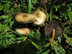 Psilocybe caerulescens