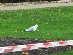 Larus canus