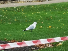 Larus canus