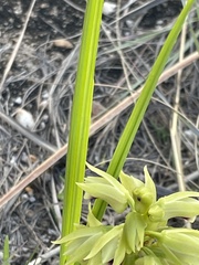 Orthochilus foliosus
