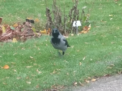 Corvus cornix